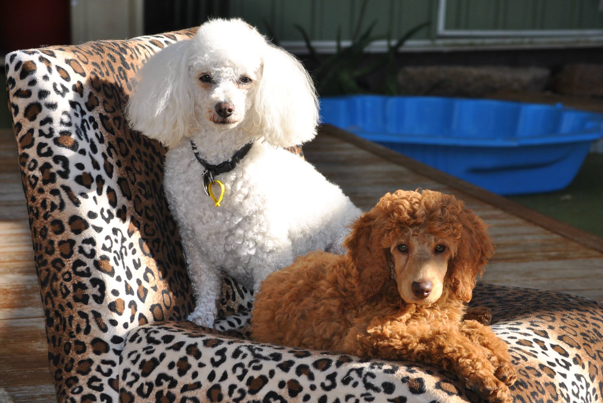 puppy dogs