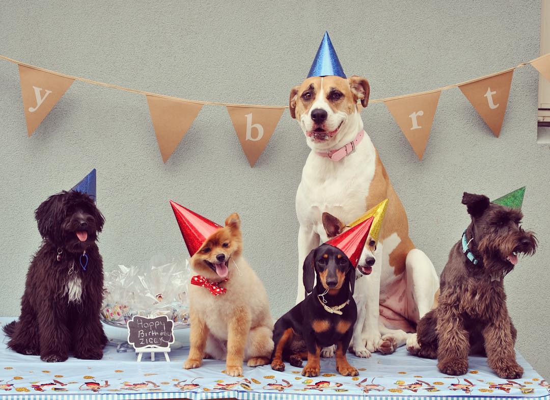 dog birthday party